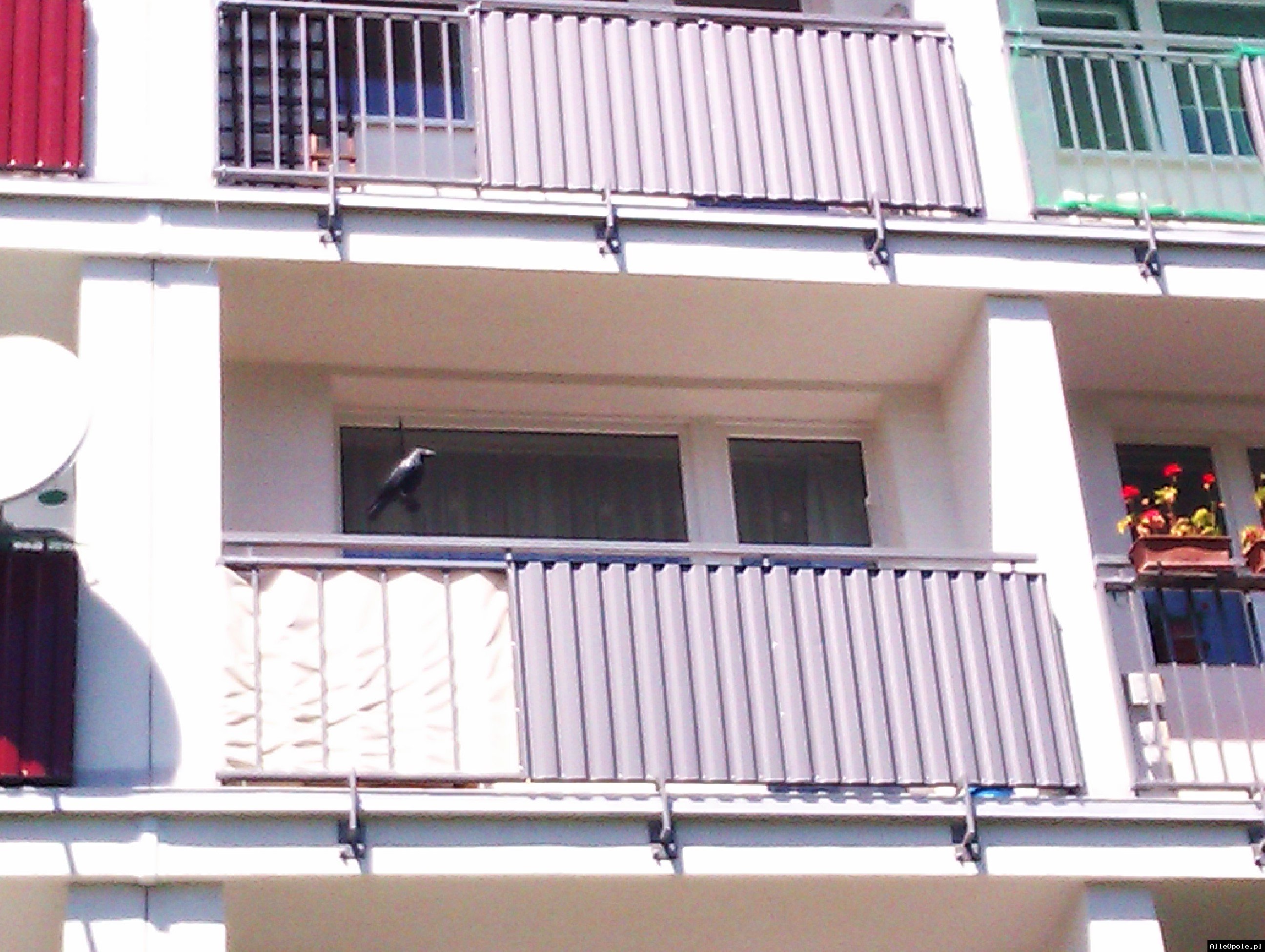 Montaż siatki na balkonie przeciw ptakom,wypadnięciu kotka.